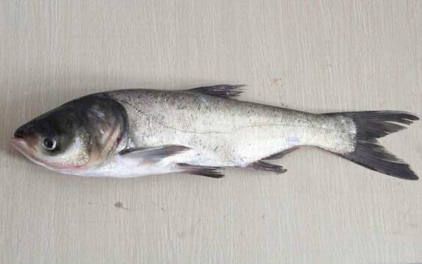 钓鲢鳙的最佳温度是多少?