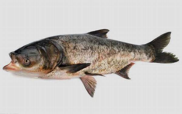 钓鲢鳙的最佳温度是多少?