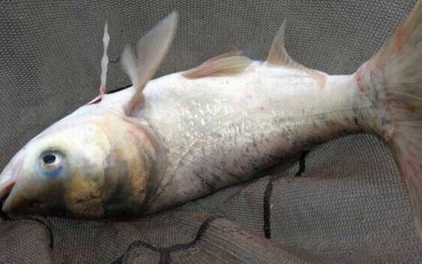 钓鲢鳙几月份开口几月份停口?