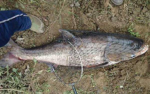 钓鲢鳙水深多少最合适?