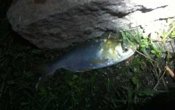 海竿钓鲢鳙技巧和方法