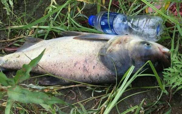 海竿钓鲢鳙技巧和方法