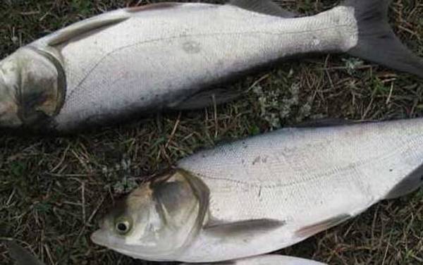 鲢鳙什么时候可以钓?