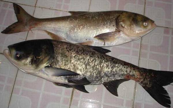 鲢鳙什么时候可以钓?