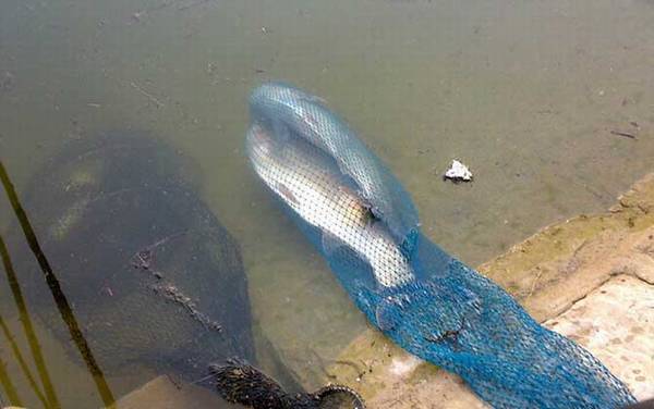 手竿钓鲢鳙顿口打不到怎么回事?