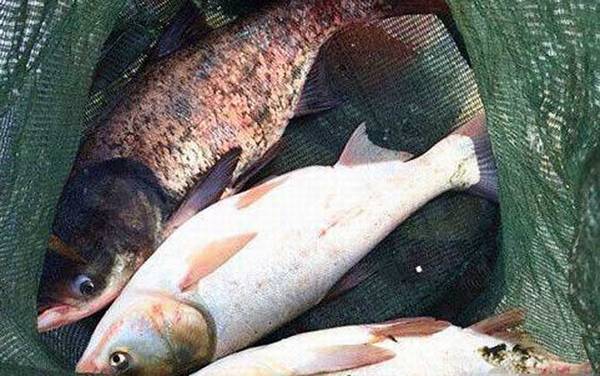 手竿钓鲢鳙顿口打不到怎么回事?