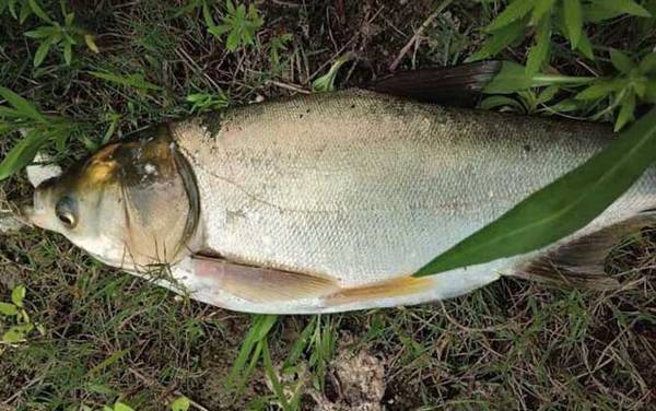 鲢鳙什么季节最好钓?