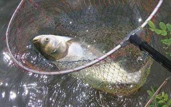 鲢鳙什么季节最好钓?