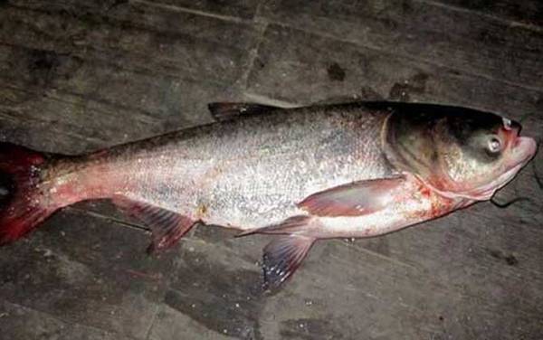 冬天钓鲢鳙钓底还是钓浮?