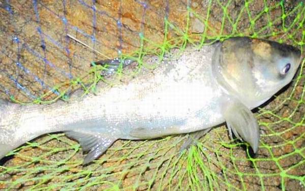 冬天钓鲢鳙钓底还是钓浮?