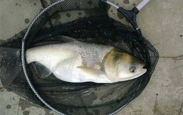 为什么钓鲢鳙收费贵?