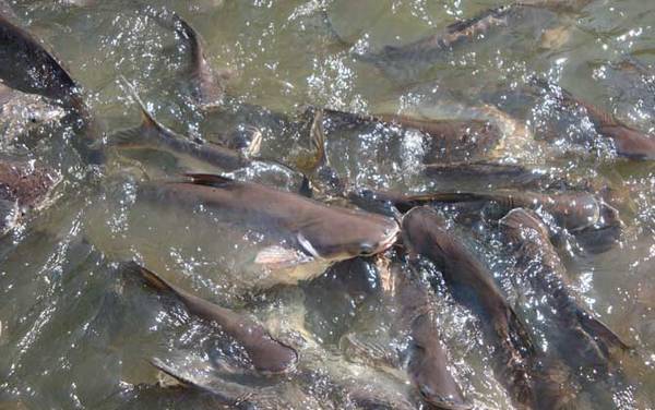 钓鲶鱼什么季节最好钓?