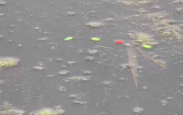 七星漂钓鱼什么时候提竿?