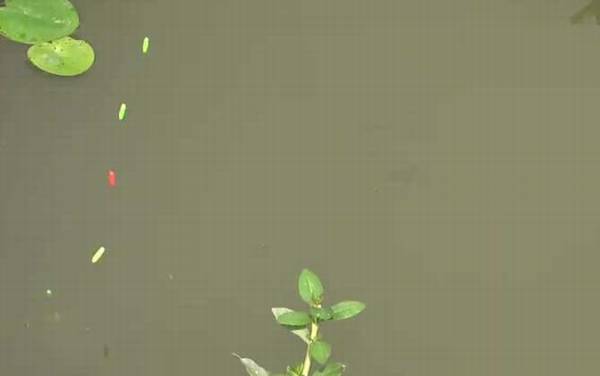 七星漂钓鱼什么时候提竿?