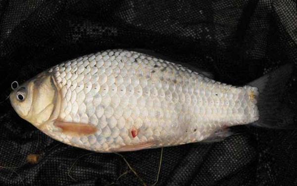 钓鲫鱼什么时候提竿好?