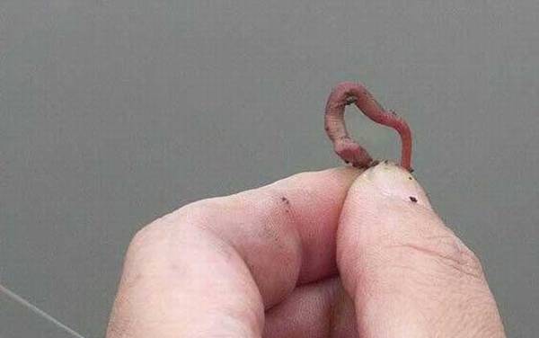 蚯蚓钓鱼什么时候提竿?