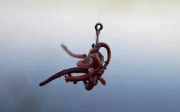 蚯蚓钓鱼什么时候提竿?