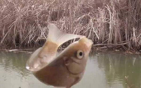 怎样抬竿不容易跑鱼?