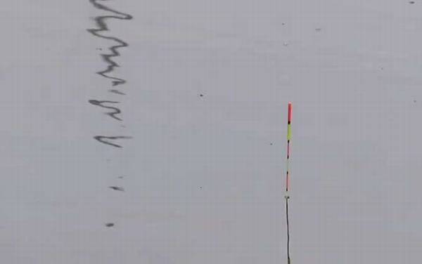 野钓漂相大全及提竿时机