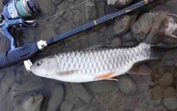 倒刺鲃怎么钓上鱼快?