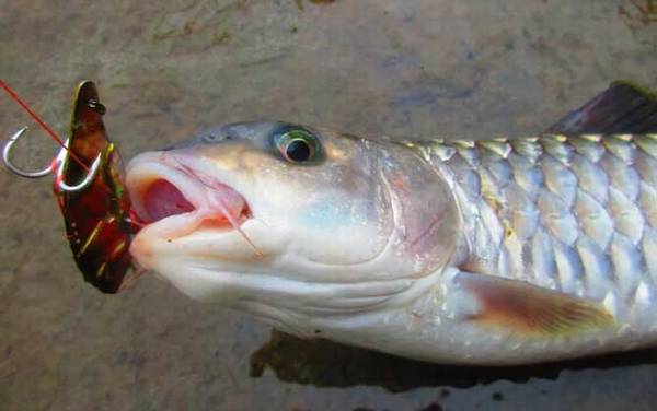 倒刺鲃怎么钓上鱼快?