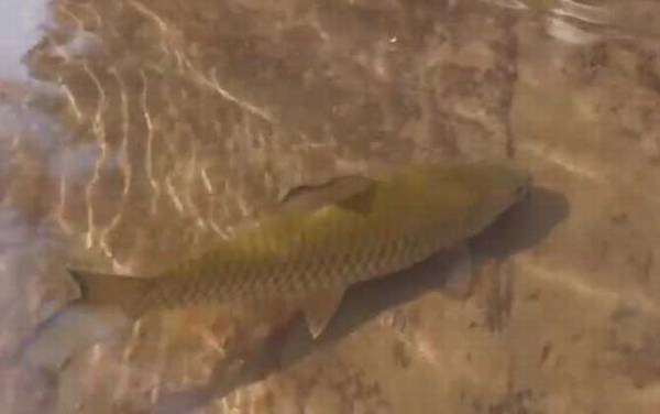 中华倒刺鲃用什么钓最好?