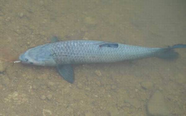 中华倒刺鲃用什么钓最好?