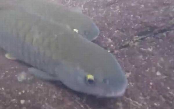 中华倒刺鲃用什么钓最好?