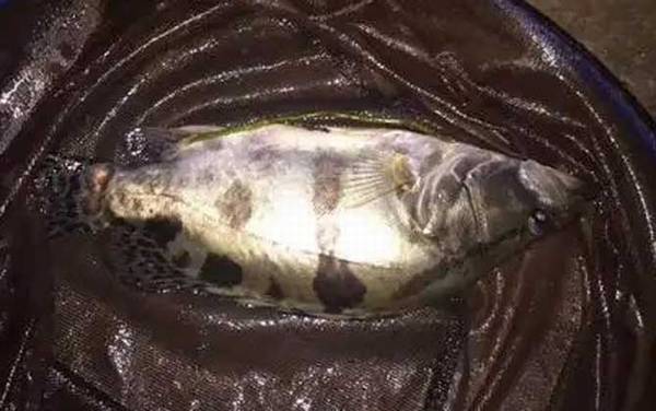 怎么判断河里有鳜鱼?