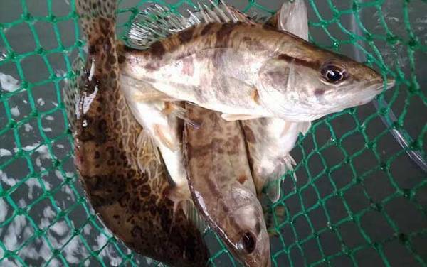 桂鱼用什么钓上鱼快?