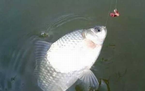 怎样用蚯蚓钓鱼上鱼快?