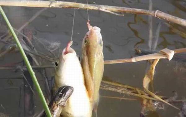 怎样用蚯蚓钓鱼上鱼快?