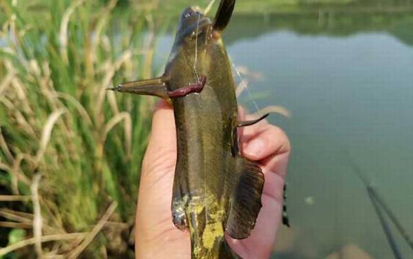 怎样用蚯蚓钓鱼上鱼快?