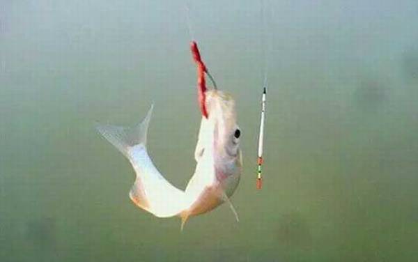 怎样用蚯蚓钓鱼上鱼快?