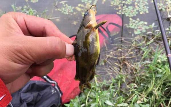 怎样用蚯蚓钓鱼上鱼快?