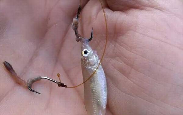 用蚯蚓钓鱼怎样看漂相?