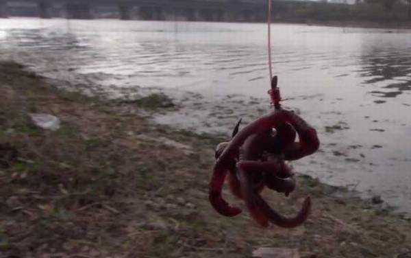 蚯蚓钓鱼单钩好还是双钩好?