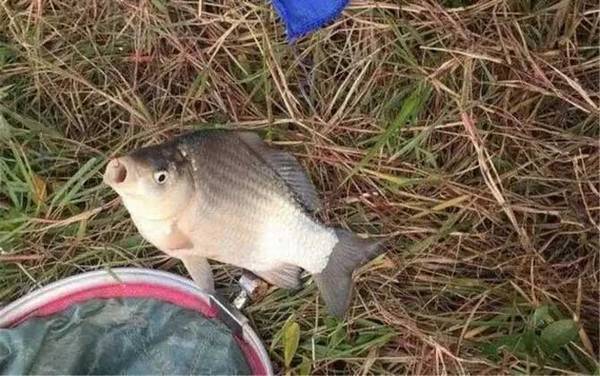 蚯蚓钓鱼浮漂调几目钓几目?