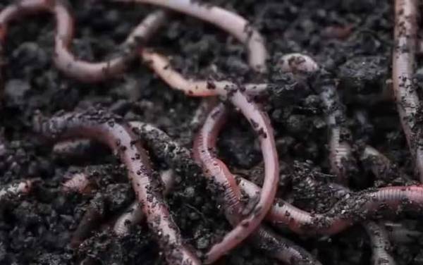 蚯蚓钓鱼浮漂调几目钓几目?