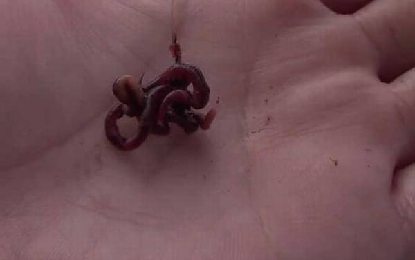 蚯蚓钓鱼浮漂调几目钓几目?