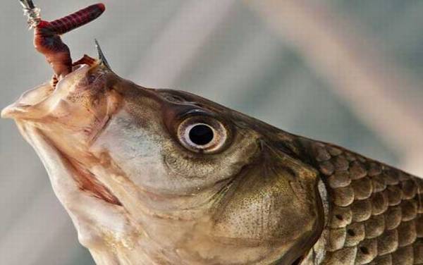 蚯蚓钓鱼全是小鱼怎么办?