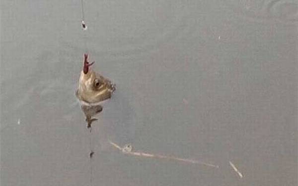 蚯蚓钓鱼要经常换吗?