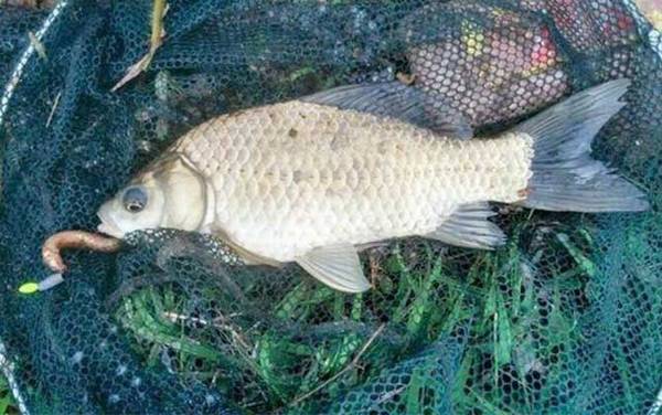 蚯蚓怎么钓鱼不招小鱼?