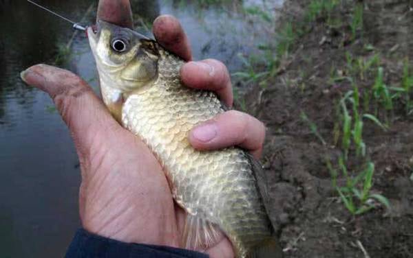 蚯蚓怎么钓鱼不招小鱼?