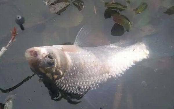 蚯蚓怎么钓鱼不招小鱼?