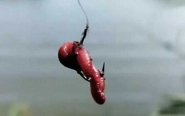 野钓用蚯蚓钓底还是钓浮?