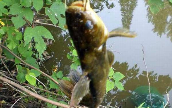 野钓用蚯蚓钓底还是钓浮?