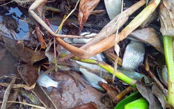 蚯蚓钓鲫鱼不开口怎么办?