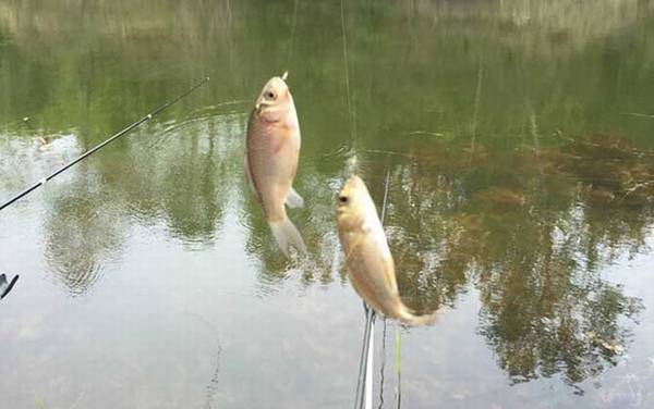 钓鲫鱼是铅坠沉底还是钩沉底?