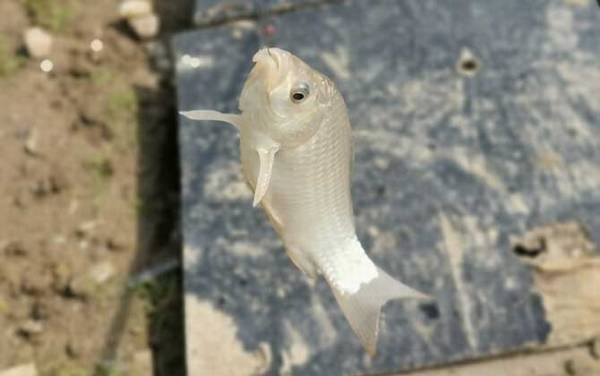 冬天钓鲫鱼钓深水还是浅水?